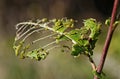 Caterpillar pests in action Royalty Free Stock Photo