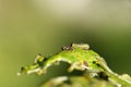 Caterpillar pests in action Royalty Free Stock Photo