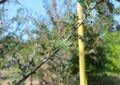 Caterpillar pests of plum trees. A close-up of a plum tree branch with tent caterpillars eating leaves Royalty Free Stock Photo