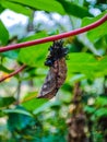 the caterpillar phase becomes a cocoon before becoming a butterfly Royalty Free Stock Photo