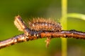 Caterpillar Phragmatobia fuliginosa also ruby tiger. A caterpillar crawls along a tree branch on a green background