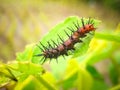 caterpillar pictures acraea terpsicore Royalty Free Stock Photo