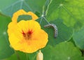 Caterpillar Pieris Brassicae on garden nasturtium, Tropaeolum majus Royalty Free Stock Photo