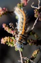 Caterpillar of Pine processionary larvae Thaumetopoea pityocampa Royalty Free Stock Photo