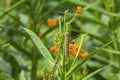 Caterpillar close up Royalty Free Stock Photo