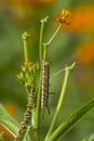 Caterpillar close up Royalty Free Stock Photo