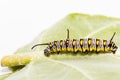 Caterpillar of plain tiger butterfly eating leaf Royalty Free Stock Photo