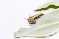 Caterpillar of plain tiger butterfly eating leaf Royalty Free Stock Photo