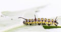 Caterpillar of plain tiger butterfly eating leaf