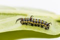 Caterpillar of plain tiger butterfly eating leaf Royalty Free Stock Photo