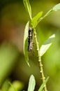 Caterpillar of plain tiger butterfly Royalty Free Stock Photo