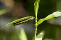 Caterpillar of plain tiger butterfly Royalty Free Stock Photo