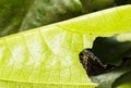 Caterpillar of popinjay butterfly is eating host plant leafs