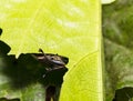 Caterpillar of popinjay butterfly is eating host plant leafs