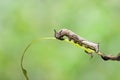 Caterpillar of popinjay butterflyresting on theirs host plant leaf