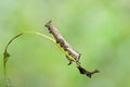 Caterpillar of popinjay butterflyresting on theirs host plant leaf Royalty Free Stock Photo