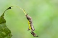 Caterpillar of popinjay butterflyresting on theirs host plant leaf Royalty Free Stock Photo