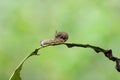 Caterpillar of popinjay butterflyresting on theirs host plant leaf Royalty Free Stock Photo