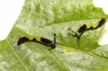 Caterpillar of popinjay butterflyresting on theirs host plant leaf Royalty Free Stock Photo