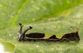 Caterpillar of popinjay butterflyresting on theirs host plant leaf Royalty Free Stock Photo