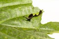 Caterpillar of popinjay butterflyresting on theirs host plant leaf Royalty Free Stock Photo