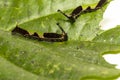 Caterpillar of popinjay butterflyresting on theirs host plant leaf Royalty Free Stock Photo