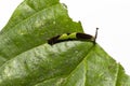 Caterpillar of popinjay butterflyresting on theirs host plant leaf Royalty Free Stock Photo