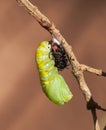Caterpillar in Process of Becoming Chrysalis