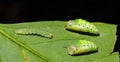 Caterpillar and pupa of Genusa simplex moth