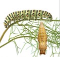 caterpillar and pupae of swallowtail Royalty Free Stock Photo