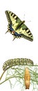 Caterpillar , pupae, and swallowtail butterfly