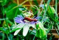 Caterpillar on purple flower