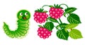 Caterpillar and raspberry
