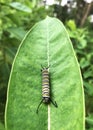 A caterpillar resting on a green leaf Royalty Free Stock Photo