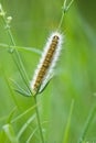 Caterpillar of Rhyparia purpurata