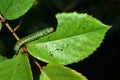 Caterpillar on rose leaf
