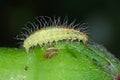 Caterpillar of the rose plume moth Cnaemidophorus rhododactyla Pterophoridae on a damaged rose bud in garden. Royalty Free Stock Photo