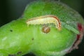 Caterpillar of the rose plume moth Cnaemidophorus rhododactyla Pterophoridae on a damaged rose bud in garden.