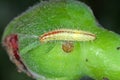 Caterpillar of the rose plume moth Cnaemidophorus rhododactyla Pterophoridae on a damaged rose bud in garden. Royalty Free Stock Photo