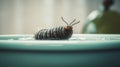 A Caterpillar\'s Reflection: Dark Gray And Red Glazed Surfaces