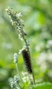 The caterpillar of a Salt Marsh Moth feeding on Salvia flowers