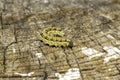 Caterpillar with sharp spikes on a wooden stump