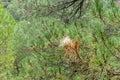 A caterpillar silk nest