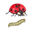 caterpillar single ladybug insect animal and a caterpillar isolated on a white background illustration. Royalty Free Stock Photo