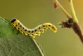 Caterpillar. Royalty Free Stock Photo