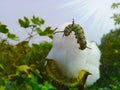 caterpillar Sitting on Gossypium herbaceum.monarch caterpillar.it is black caterpillar.Its Another names is Queen caterpillar.