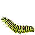 Caterpillar sketch vector graphics