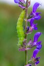Caterpillar sliding along a stalk of sage with green background Royalty Free Stock Photo
