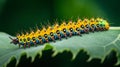 Caterpillar sliding on the branch with green background. Royalty Free Stock Photo