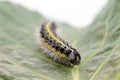 Caterpillar of small cabbage white butterfly Royalty Free Stock Photo